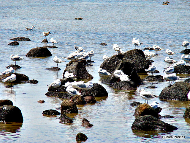 Gulls at Altona Beach.