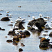 Gulls at Altona Beach.