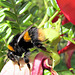 Bee on Kaka Beak Flowers.