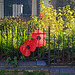 Guildford Poppies 1