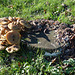 Bournemouth Fungi (1) - 18 November 2014