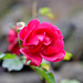 A December Rose