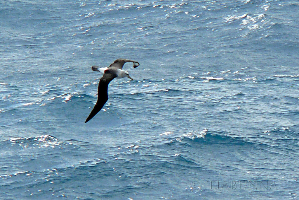 albatrosses