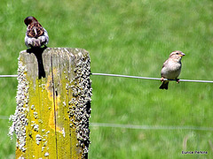 Two Sparrows.