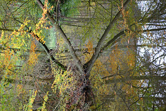 Autumn reflection X-Pro1 60mm