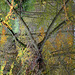 Autumn reflection X-Pro1 60mm