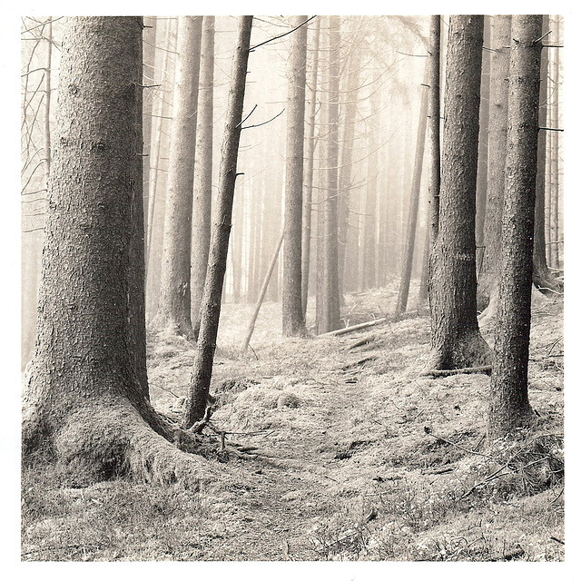 im-Wald-#2