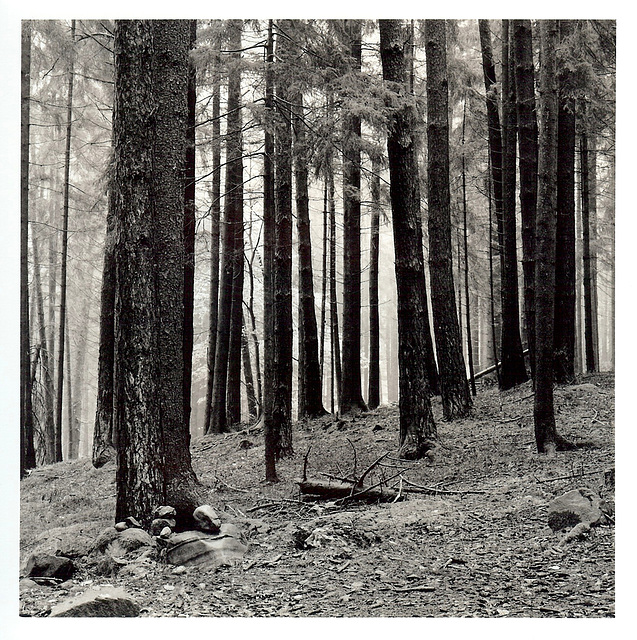 Im-Wald-#9