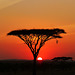 Tanzania. Serengeti sunset. 201208