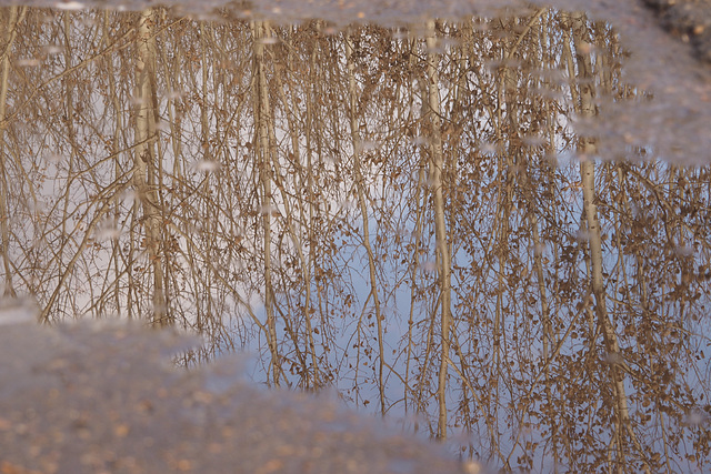 Poplars in a Puddle 02
