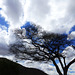 Tanzania. Usambara mountains. Beside the street. 201208