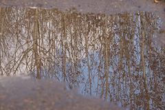 Poplars in a Puddle 01