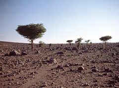 stone desert, Souss-Massa-Draâ, Marokko