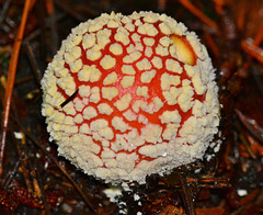 Young Fly Agaric. Amanita muscaria