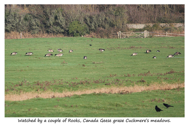 Canada Geese - Cuckmere - 24.11.2014