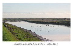 Geese fly along the Cuckmere River - 24.11.2014