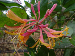 November Honeysuckle that escaped the frost