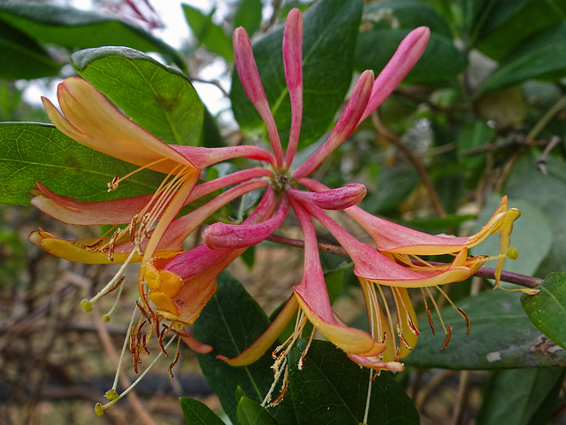 November Honeysuckle that escaped the frost