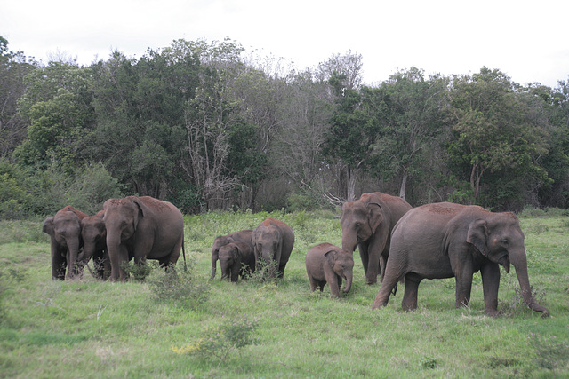 Herd of Asian Elephants