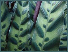 Marawtaceae