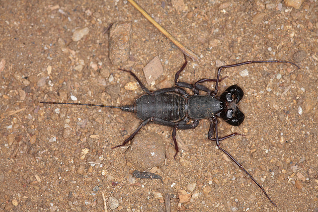 Whip Scorpion - Galkadawala