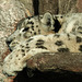 Sleepy Snow Leopard