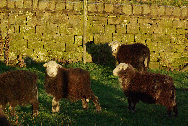 Young Herdys