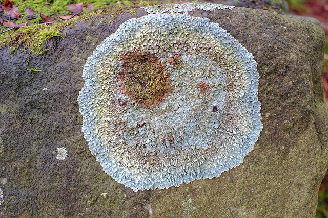 Wildboar Clough lichen