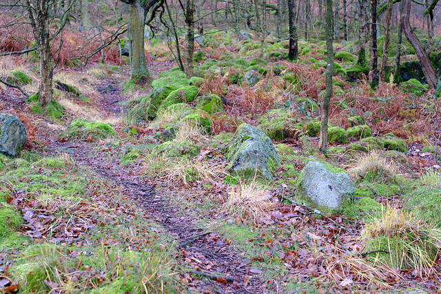 Wildboar Clough path