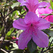 Flor Lila  de Costa Rica