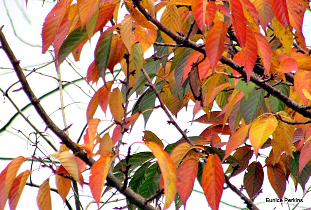 In Autumn Colour.