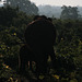 Asian Elephants at dawn