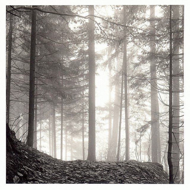 im-Wald-#4