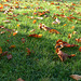 Herbstblätter auf grünem Rasen