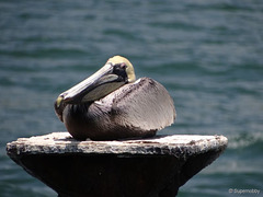 Pelican Air