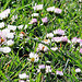 Daisies in the Grass.