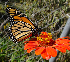 Monarch (Danaus plexippus)(f) They are almost at the Wintering grounds...