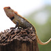 Lizard on a post
