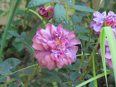 rose "Vétue de Deuil" couleur plus exacte