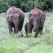 Elephants - Minneriya NP