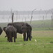 Elephant herd - Minneriya NP