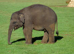 Infant Elephant