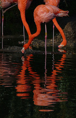 Flamingo Reflections