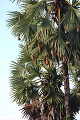 Baya Weaverbirds and nests
