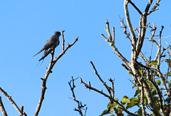 Crested Tree-swallow