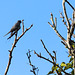 Crested Tree-swallow