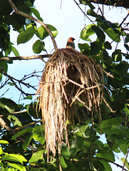 Spotted Munia on its nest