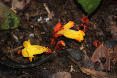 Parasitic plant in flower, yellow form