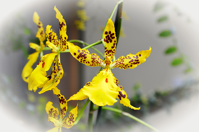 Orchidaceae Oncidium- Hybride "Butterfly"