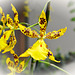 Orchidaceae Oncidium- Hybride "Butterfly"